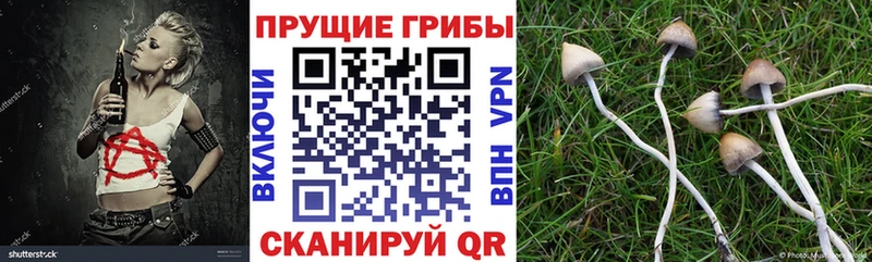 дарнет шоп  Строитель  Галлюциногенные грибы Psilocybe 